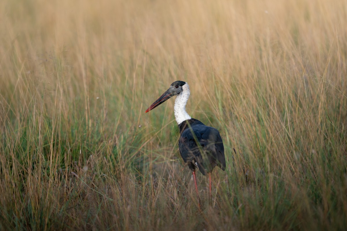 Asian Woolly-necked Stork - ML644193827