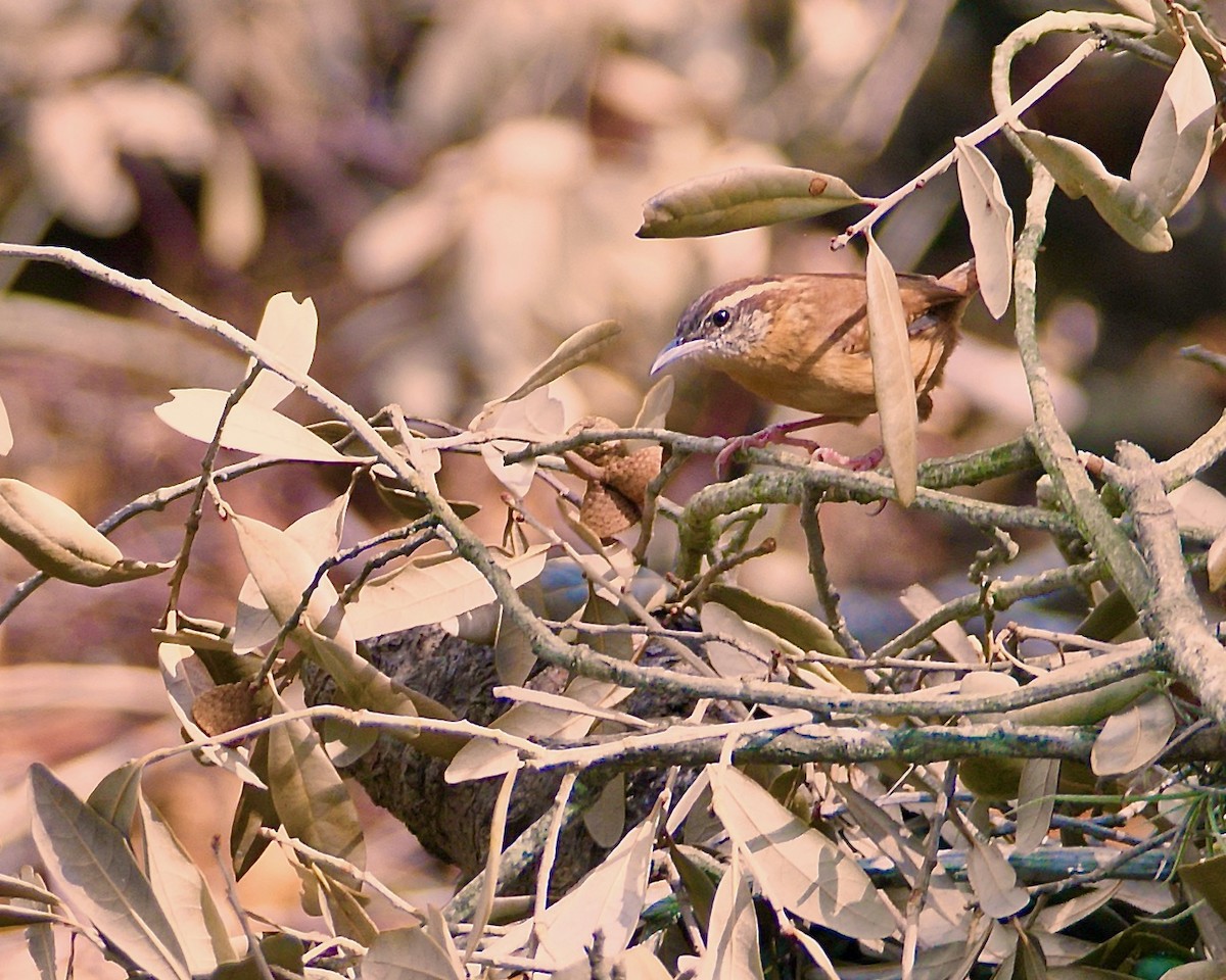 チャバラマユミソサザイ - ML644193834