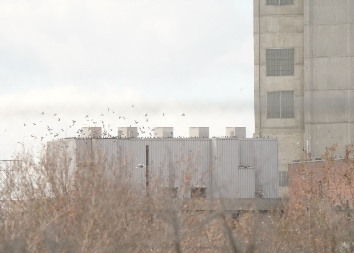 Piccione domestico - ML644193841