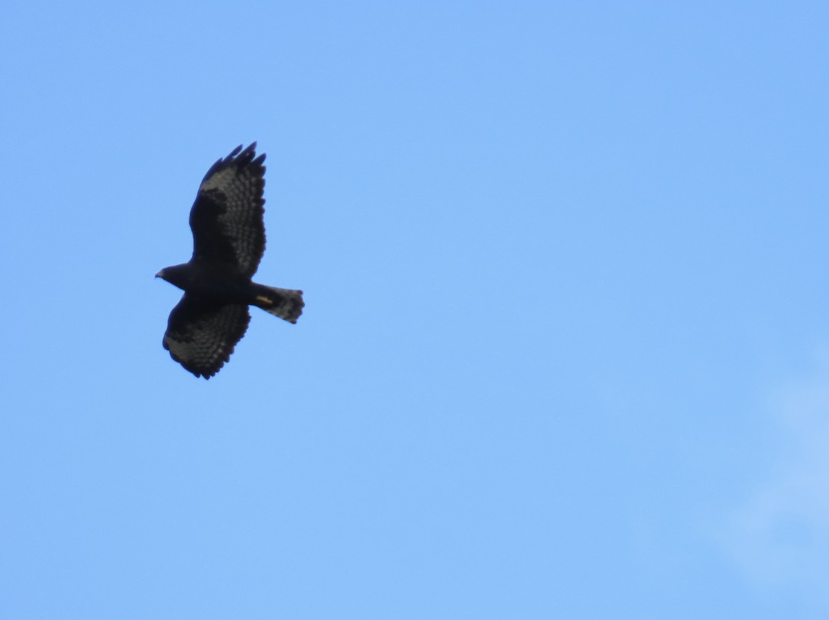 Short-tailed Hawk - ML644193869