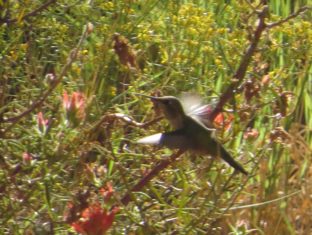 Broad-tailed Hummingbird - ML644193877