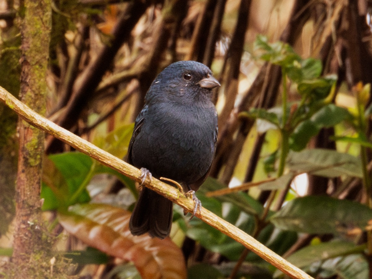 Ecuadorian Seedeater - ML644193881