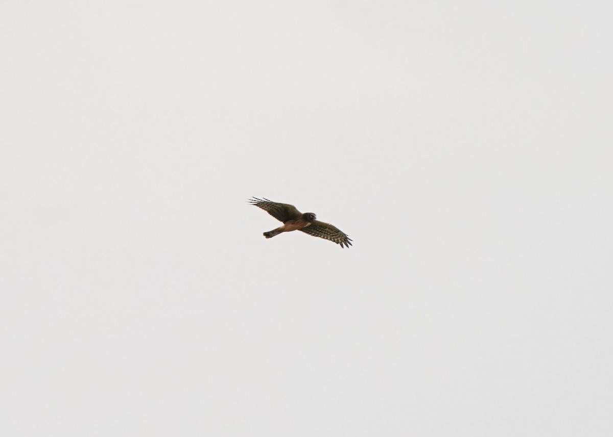 Northern Harrier - ML644193900