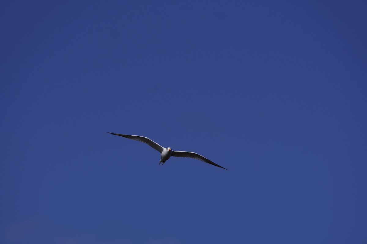 Крячок королівський - ML644193905