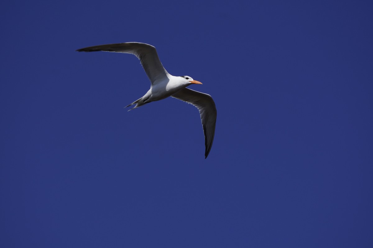 Крячок королівський - ML644193906