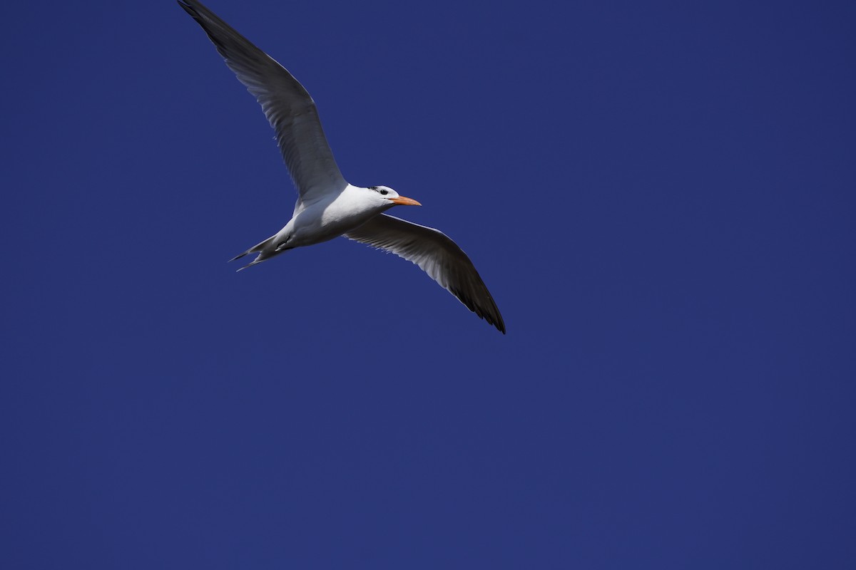 Крячок королівський - ML644193907