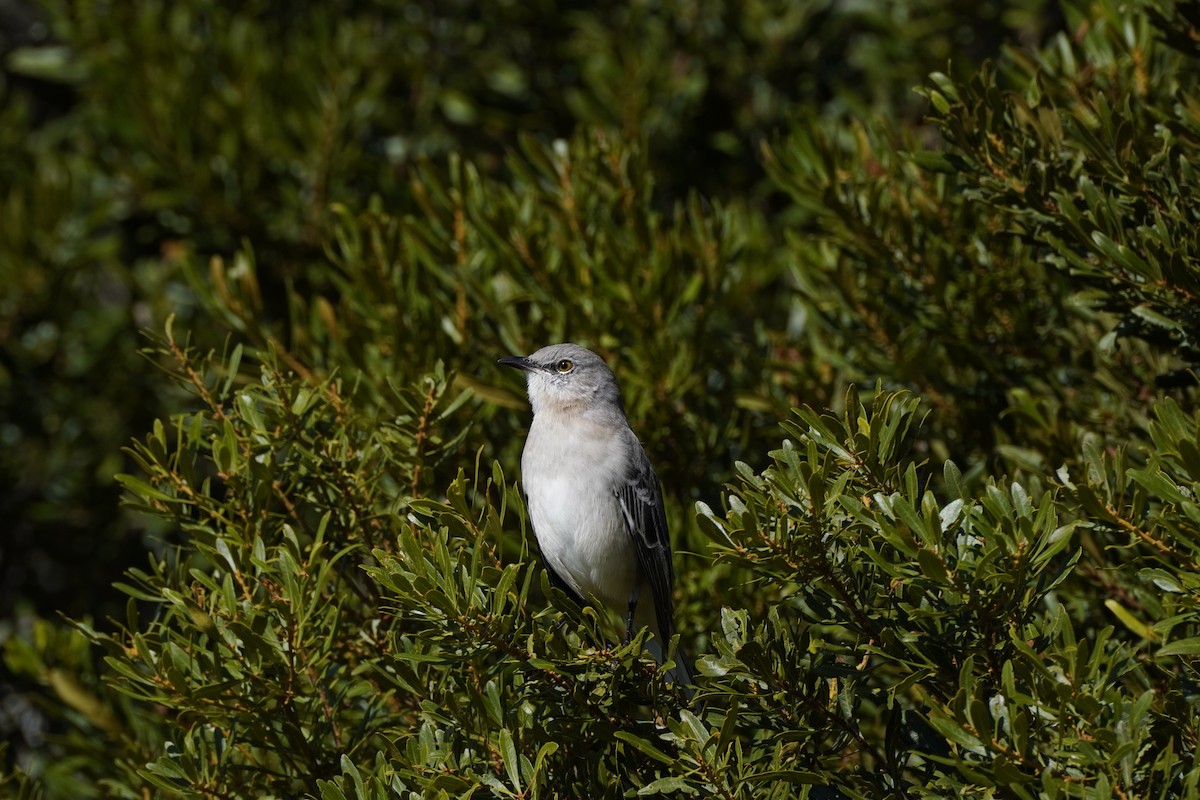 Пересмішник багатоголосий - ML644193911