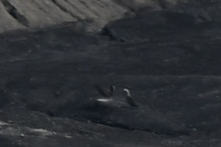 Cocos Booby - ML644193927