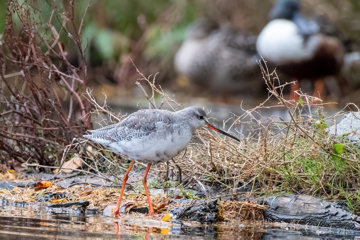 Spotted Redshank - ML644193940