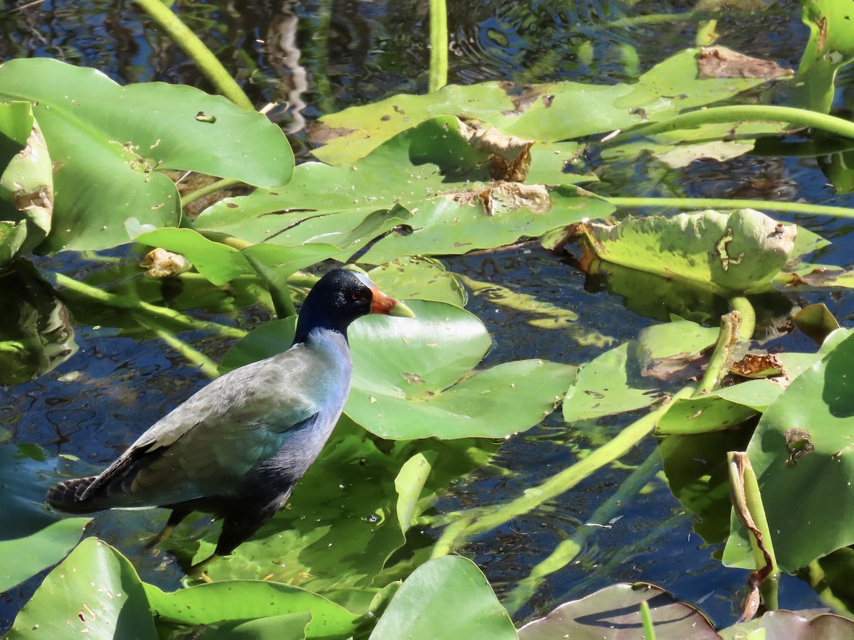 Uroilo urdin amerikarra - ML644193977