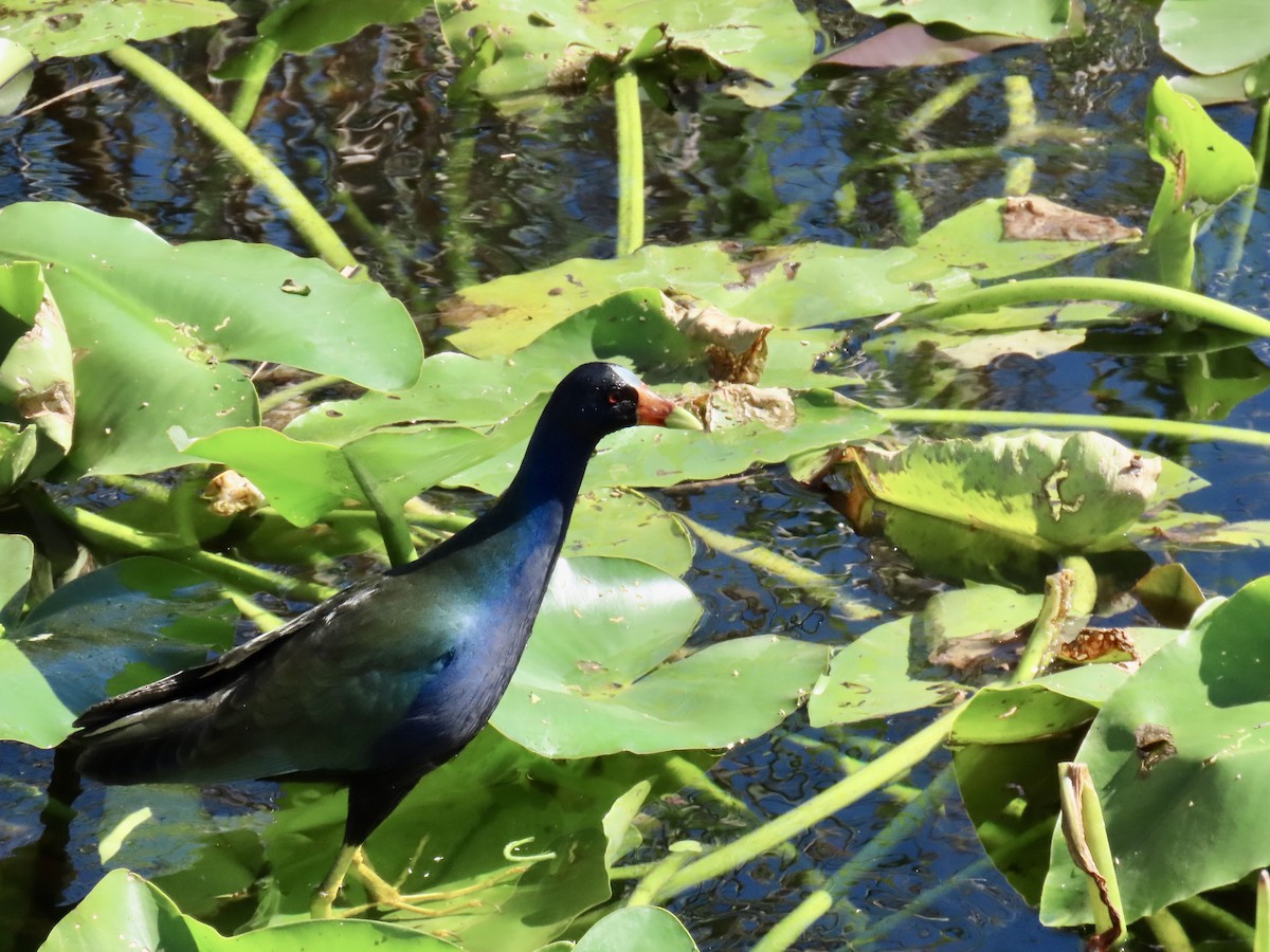 Uroilo urdin amerikarra - ML644193978