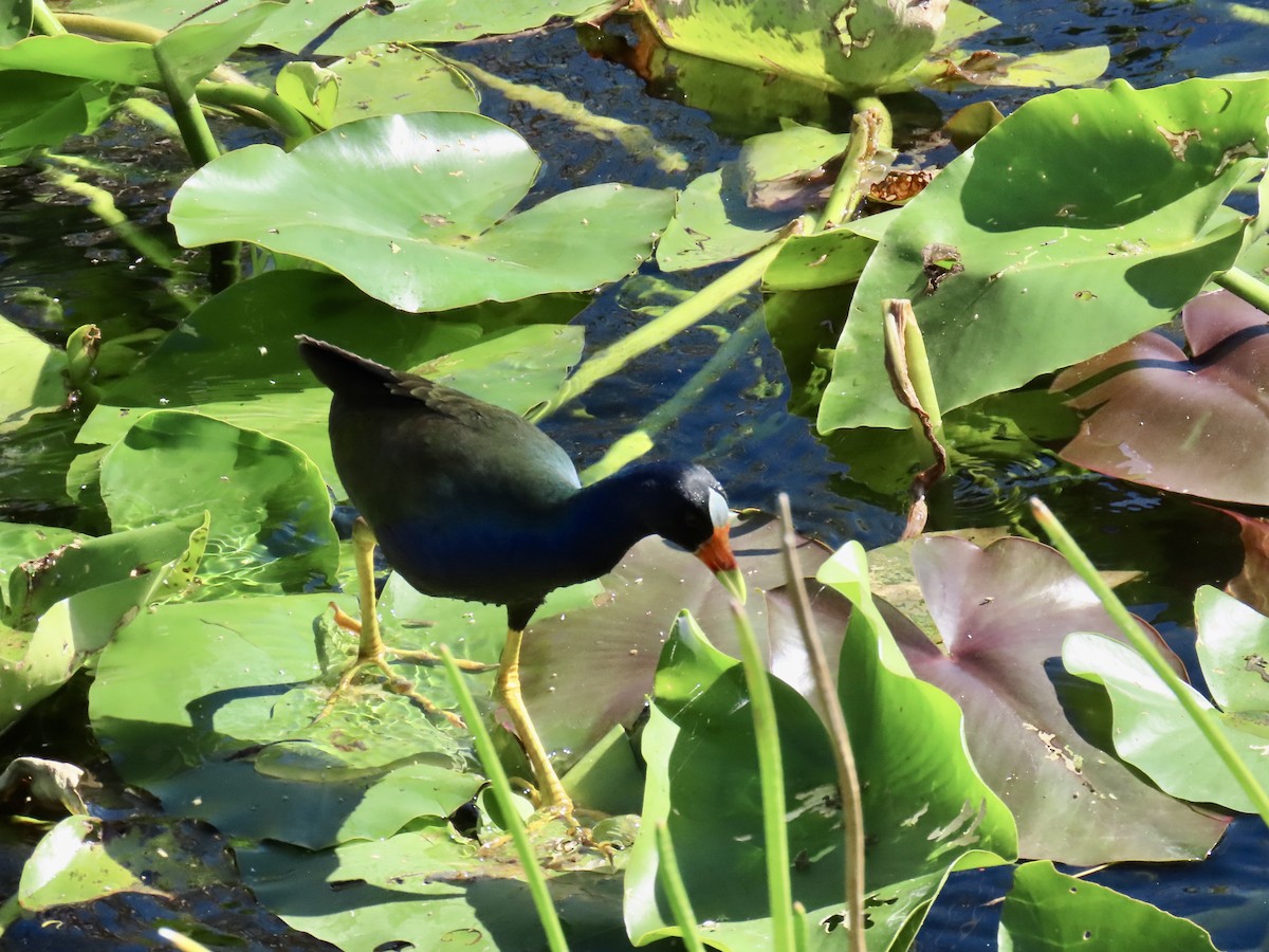 Uroilo urdin amerikarra - ML644193979