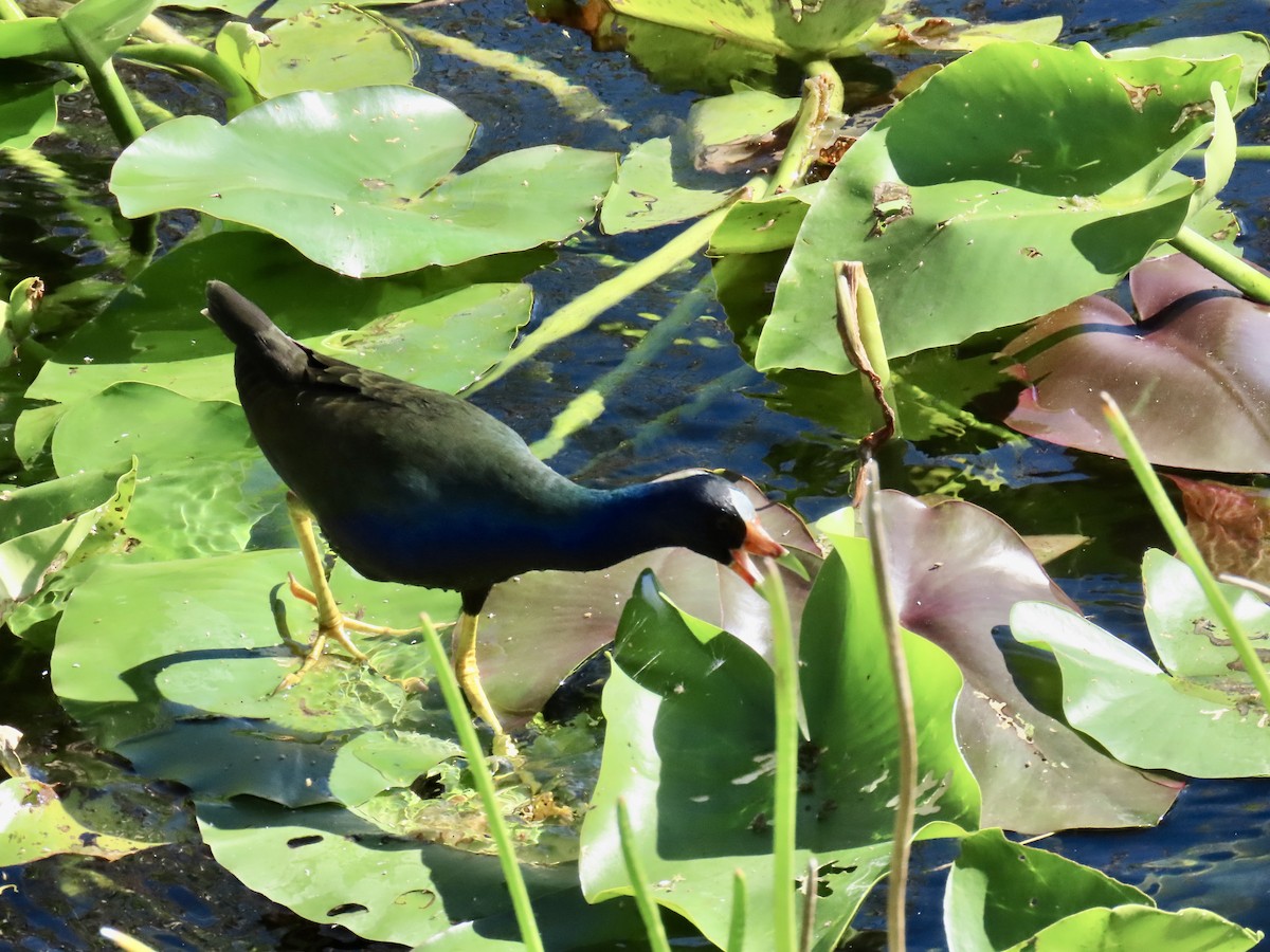 Uroilo urdin amerikarra - ML644193980