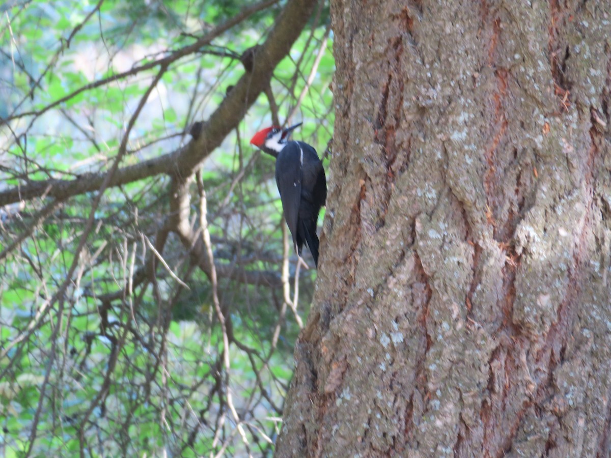 Pileated Woodpecker - ML644193984