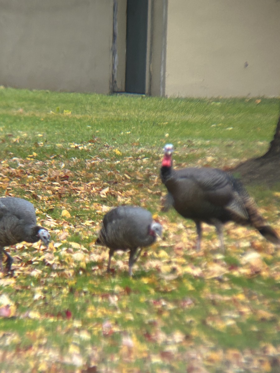 Dindon sauvage - ML644193986