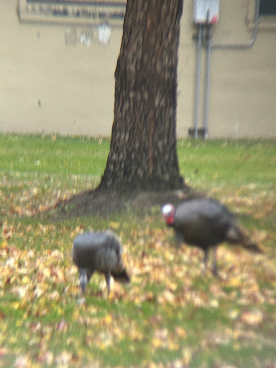 Dindon sauvage - ML644193987