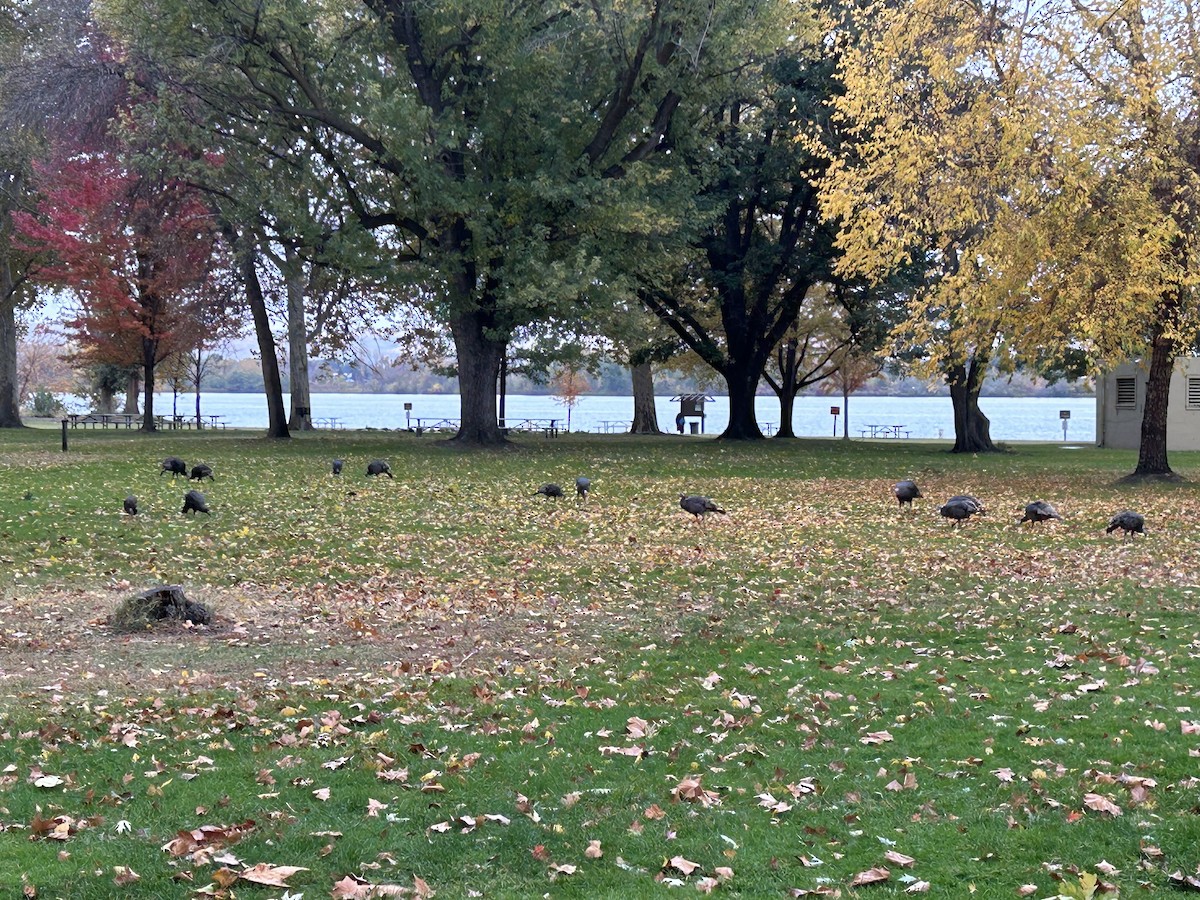 Dindon sauvage - ML644193990