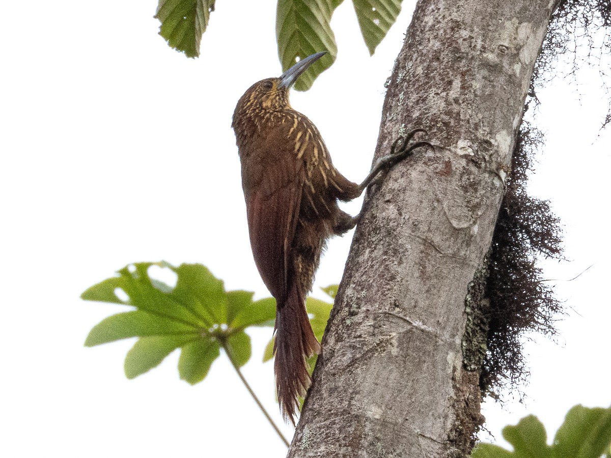 Strong-billed Woodcreeper - ML644193994
