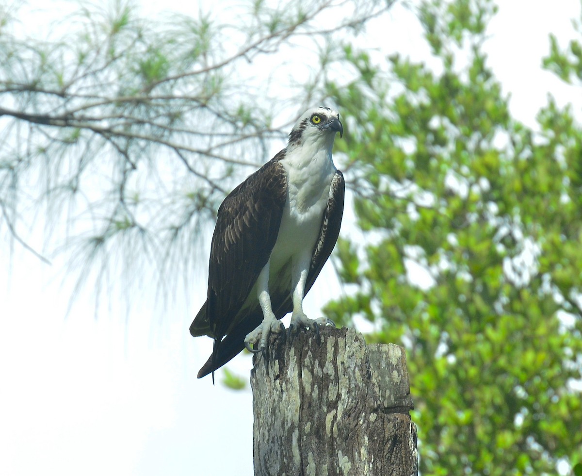 Osprey - ML644193999