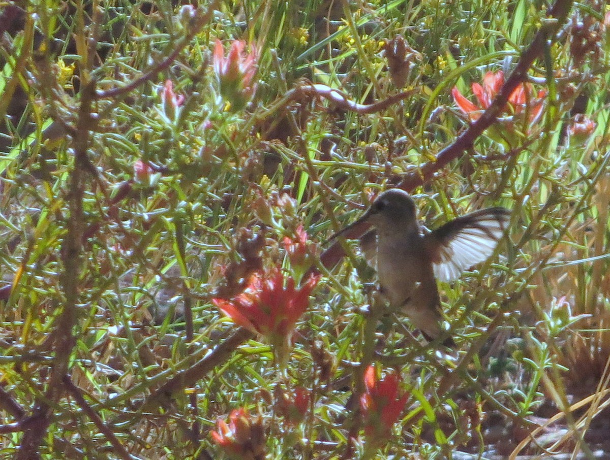 Broad-tailed Hummingbird - ML644194011