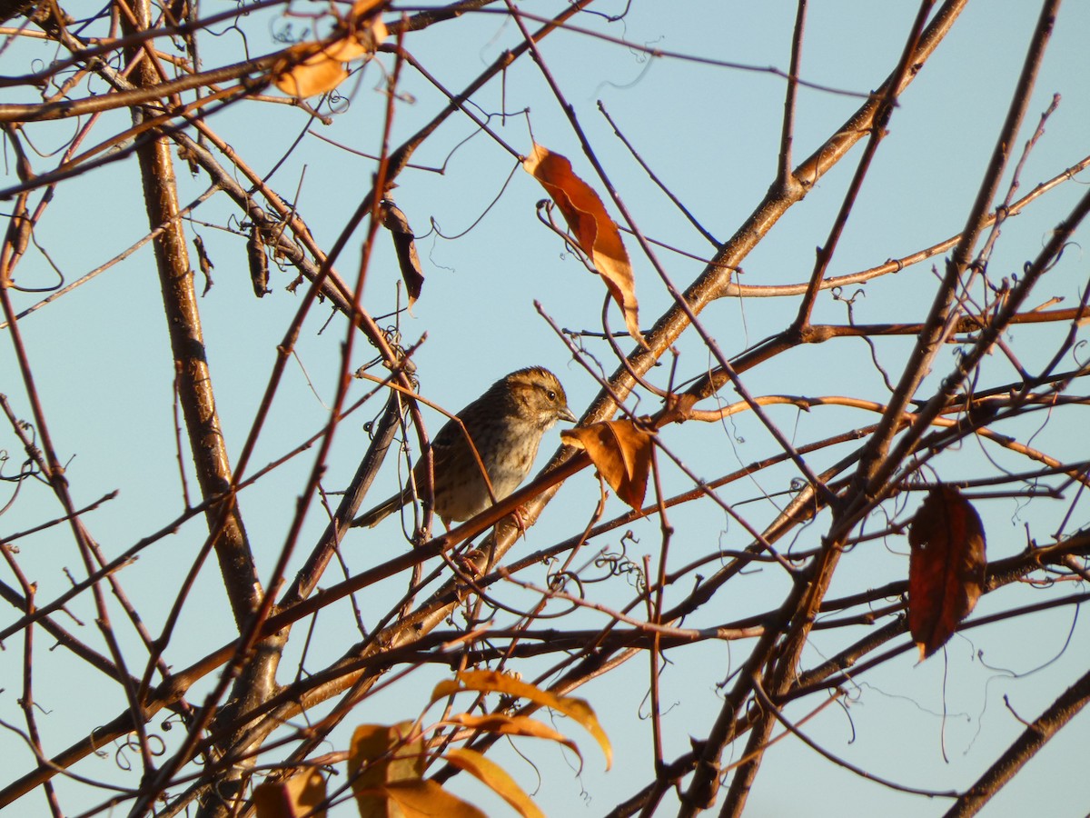 White-throated Sparrow - ML644194020