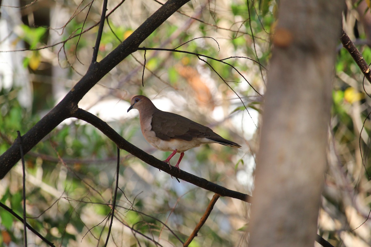White-tipped Dove - ML644194024