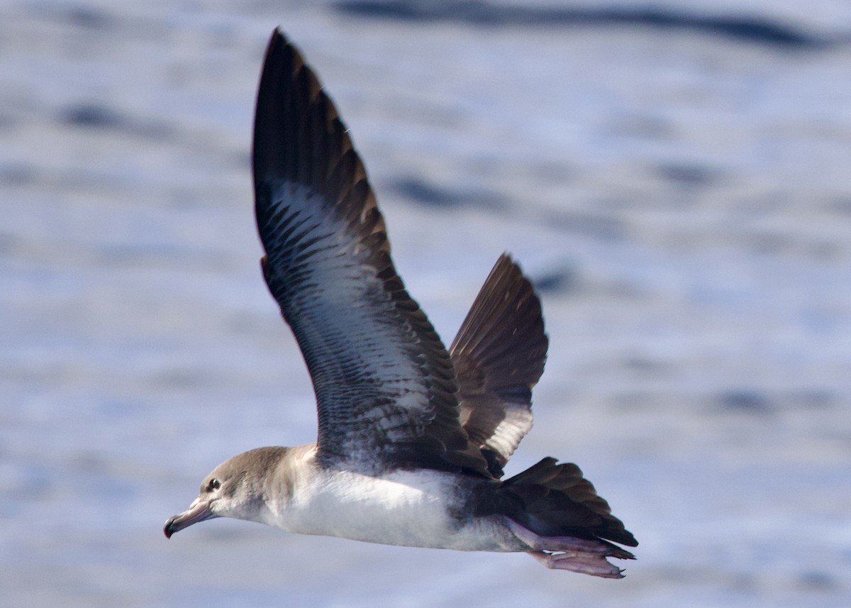 Pink-footed Shearwater - ML644194028
