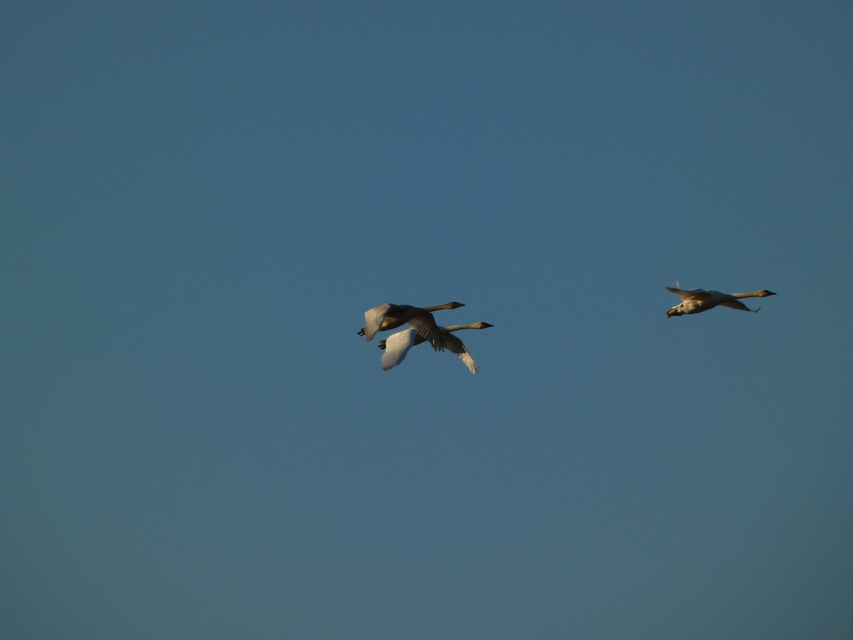 Trumpeter Swan - ML644194031