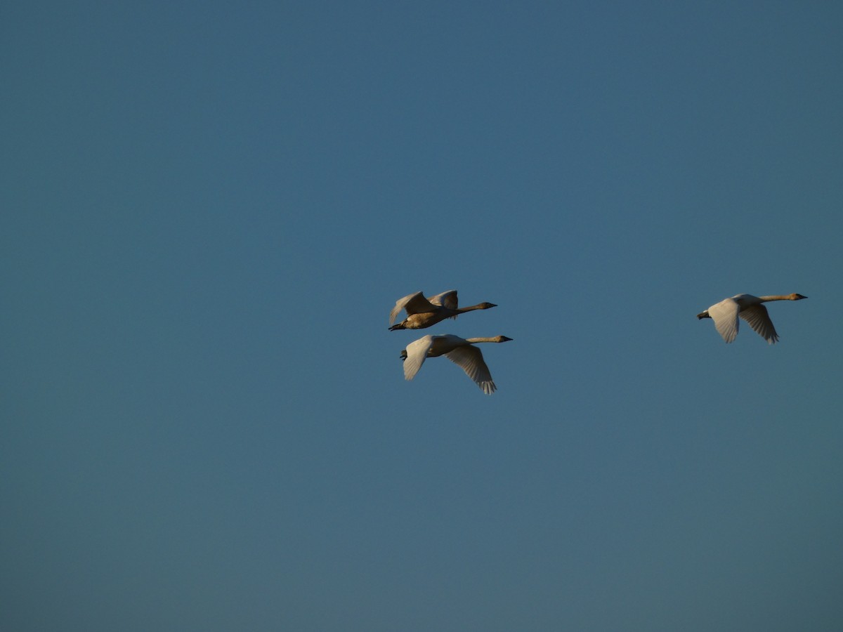 Trumpeter Swan - ML644194034