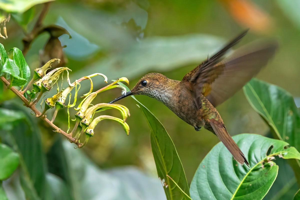 Bronzy Inca - ML644194035