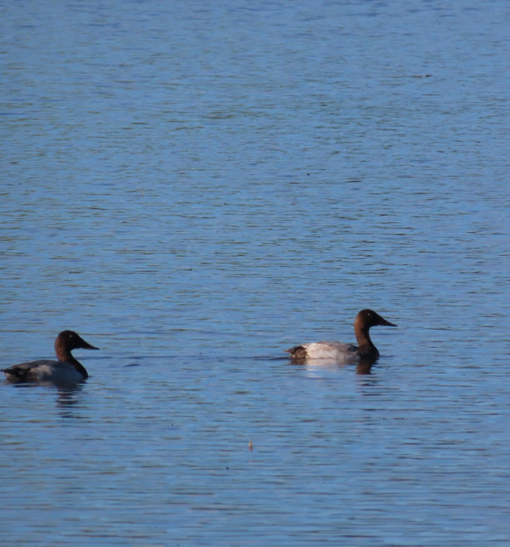 kanvasand - ML644194039