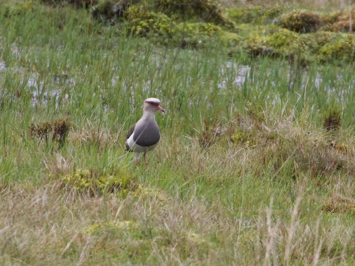 Andean Lapwing - ML644194042
