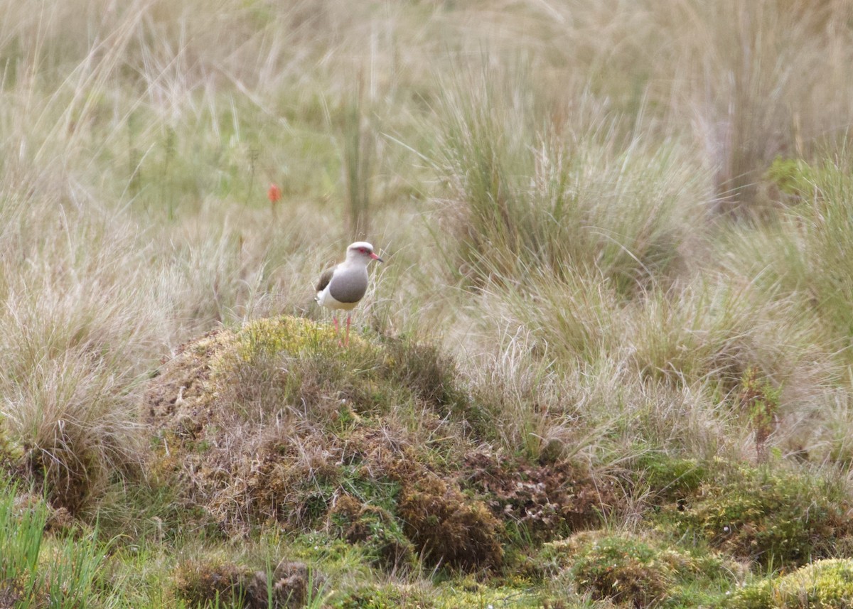 Andean Lapwing - ML644194043