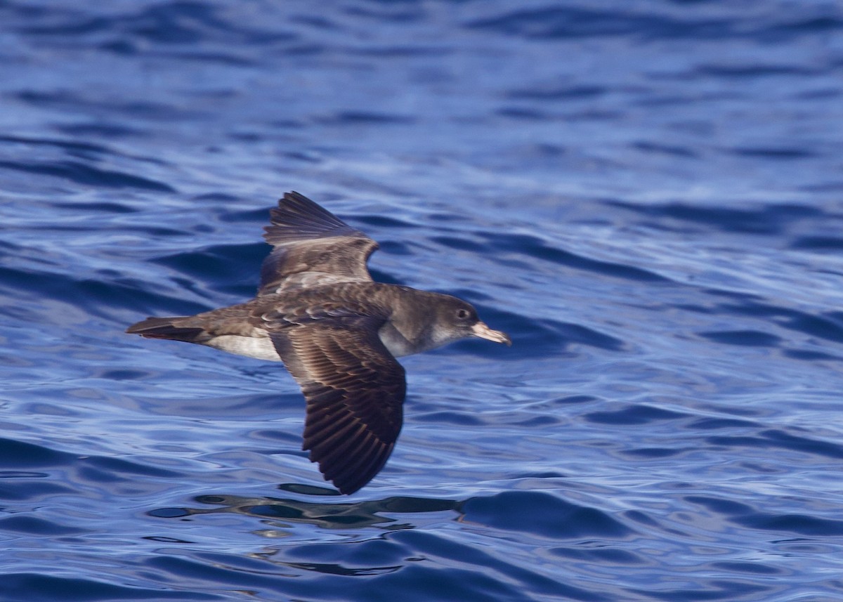 Pink-footed Shearwater - ML644194045