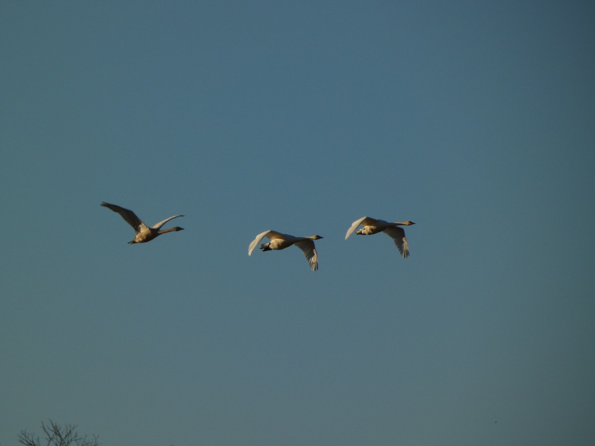 Trumpeter Swan - ML644194092