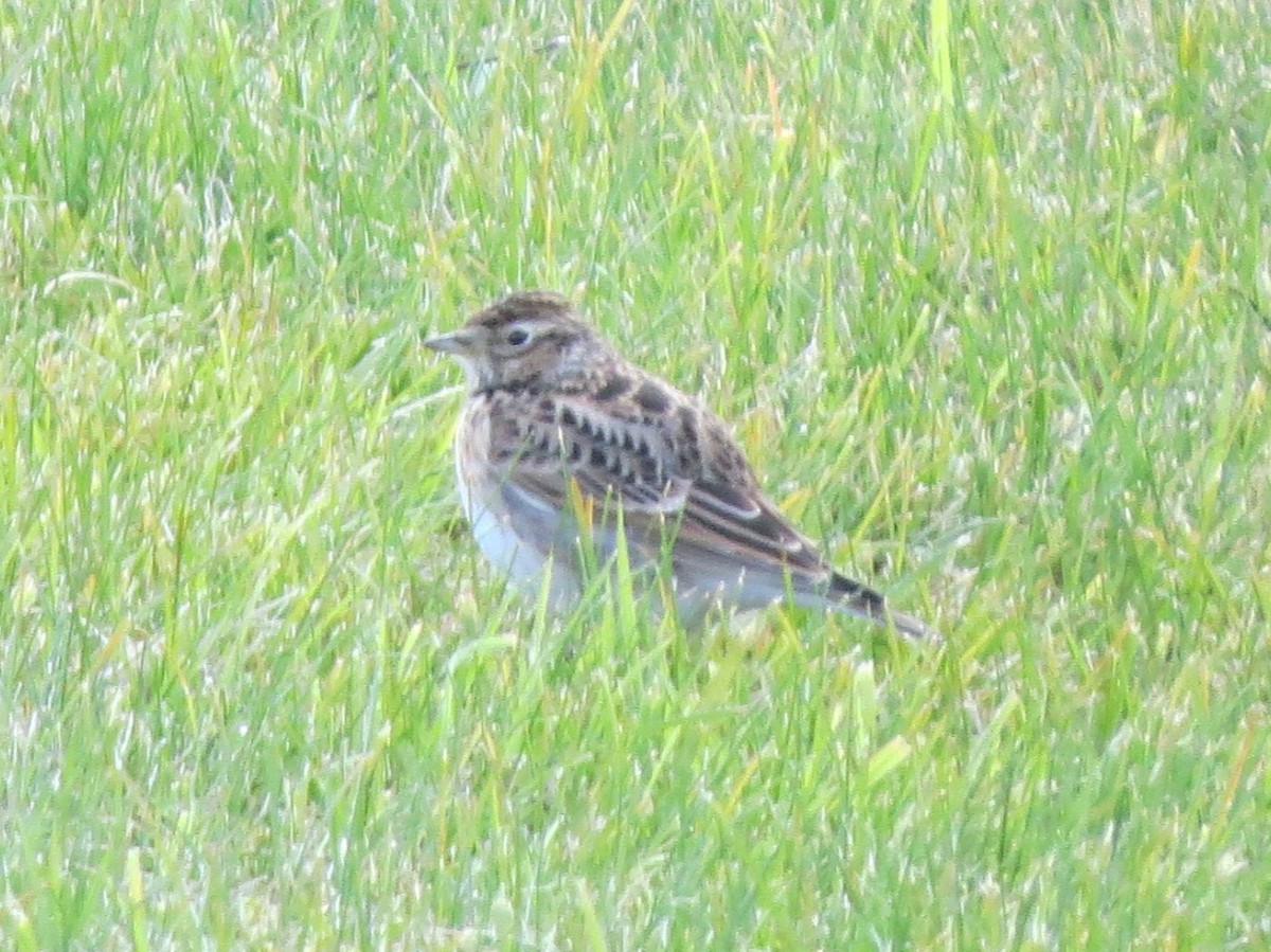 Eurasian Skylark - ML644194100