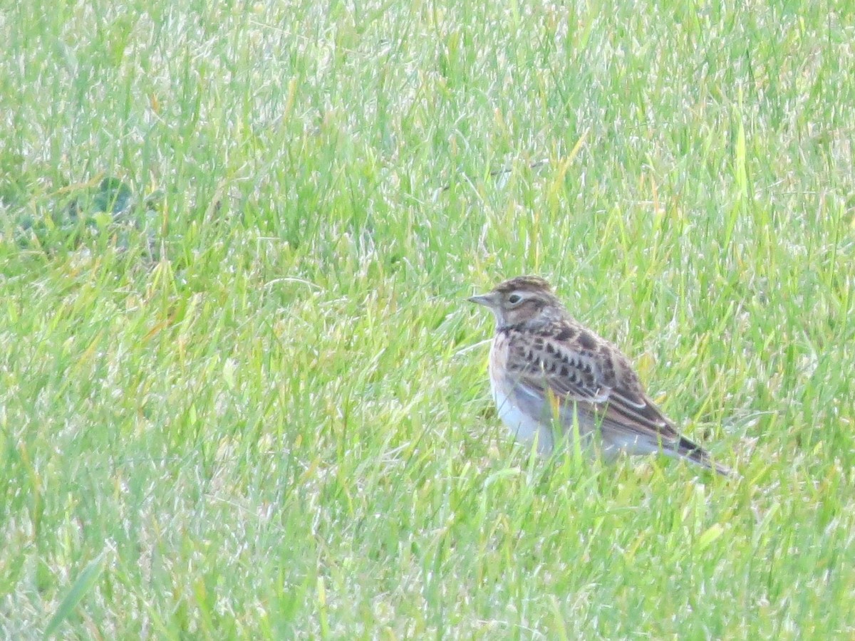 Eurasian Skylark - ML644194101