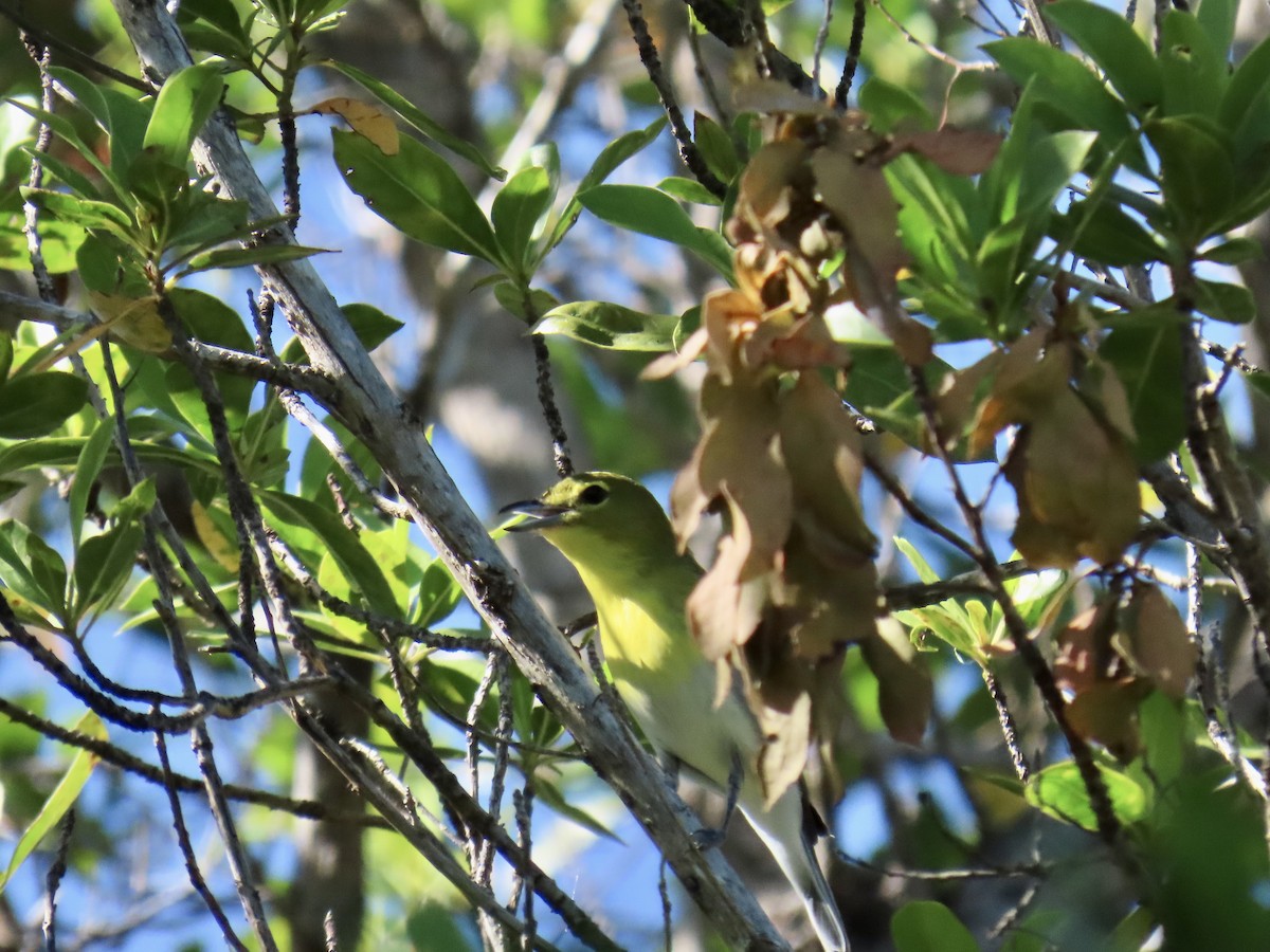 Sarı Gerdanlı Vireo - ML644194104