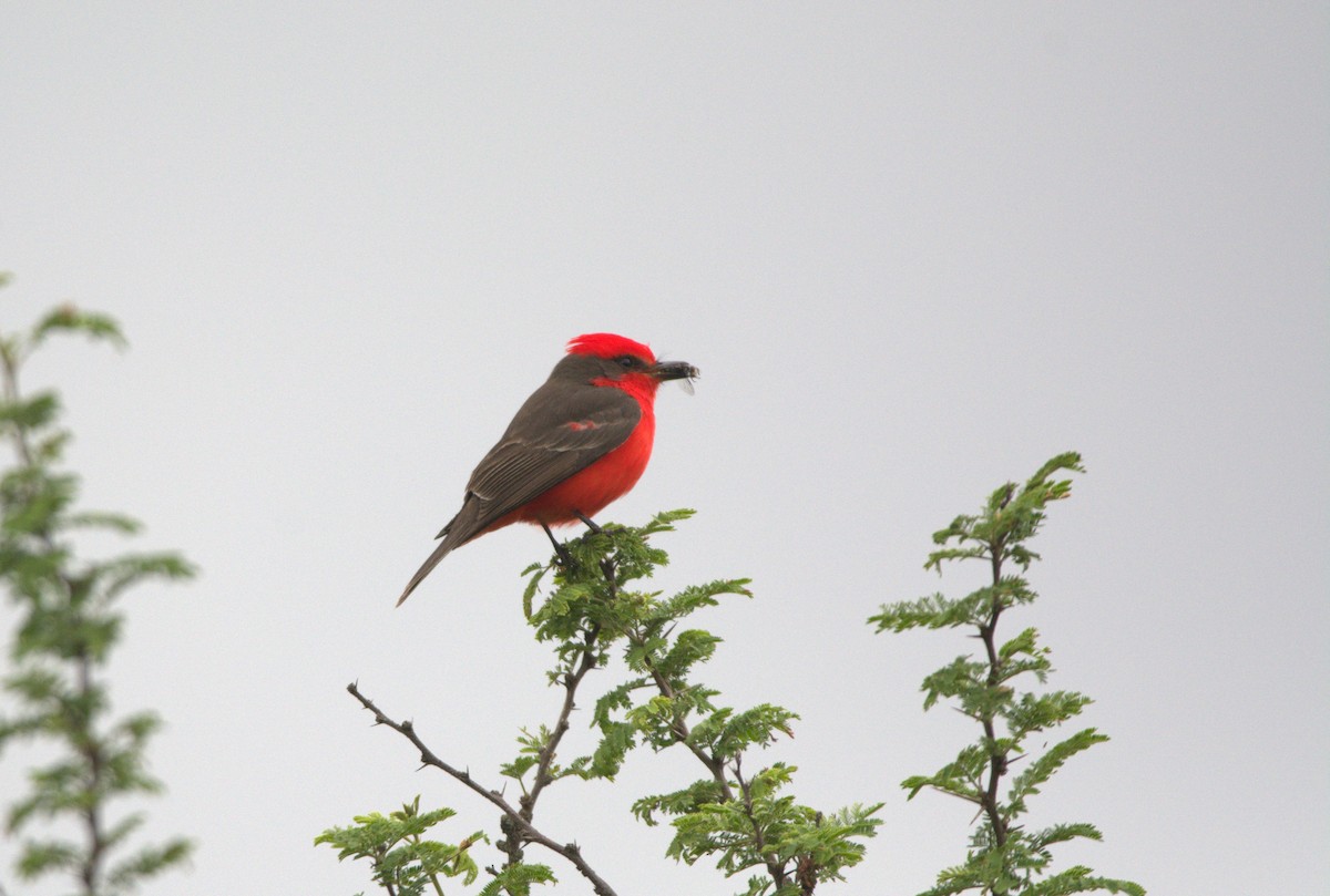 Vermilion Flycatcher - ML644194108