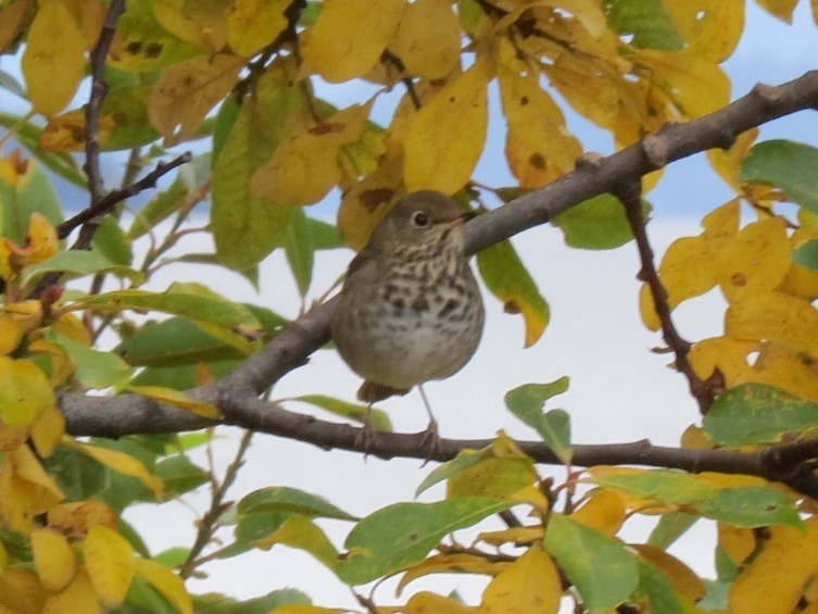 Hermit Thrush - ML644194117