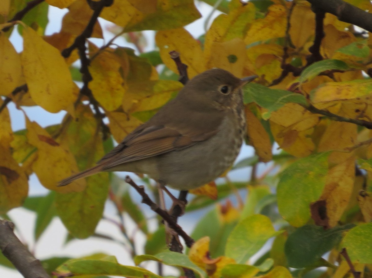 Hermit Thrush - ML644194118