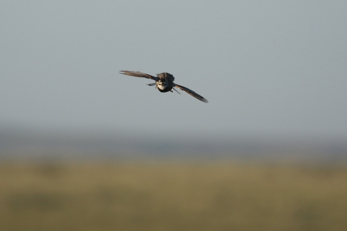 Thick-billed Longspur - ML644194119