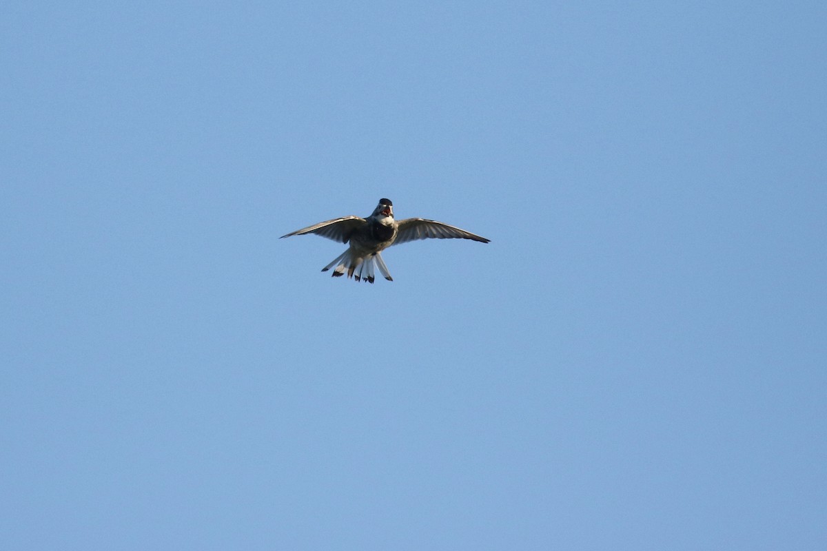 Thick-billed Longspur - ML644194120