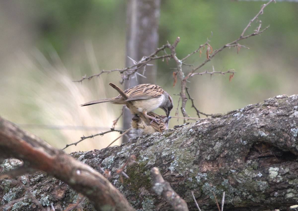 ユンガススズメモドキ - ML644194122