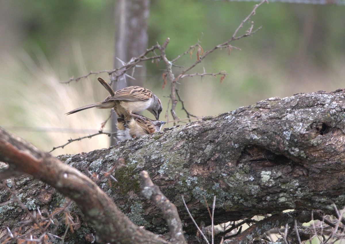 ユンガススズメモドキ - ML644194123
