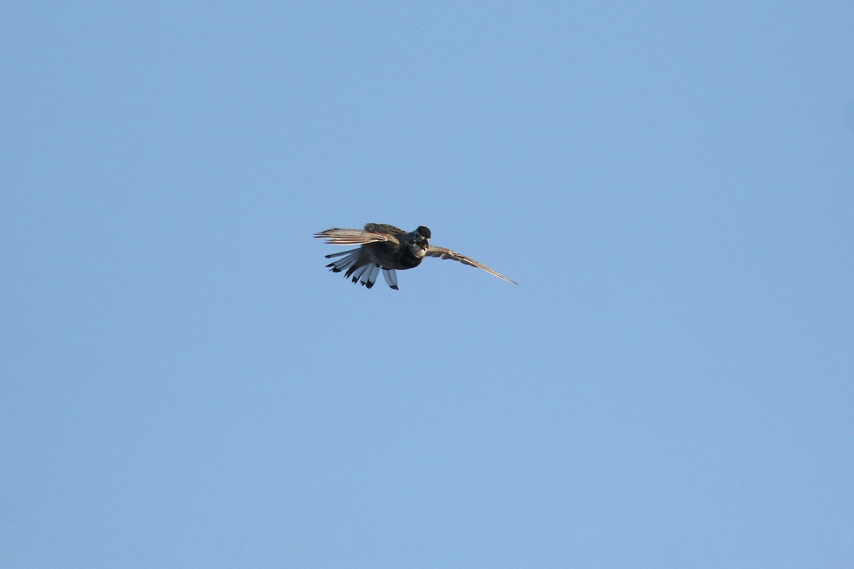 Thick-billed Longspur - ML644194124