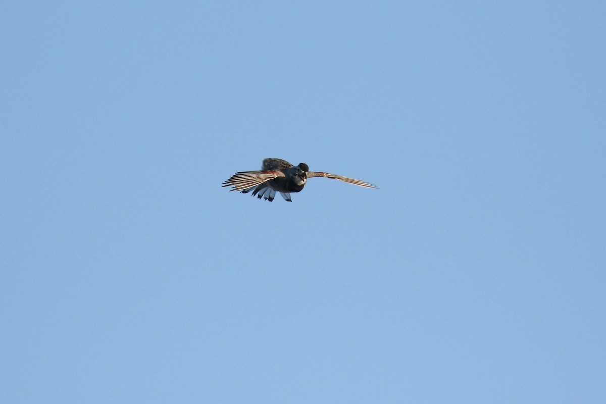 Thick-billed Longspur - ML644194126