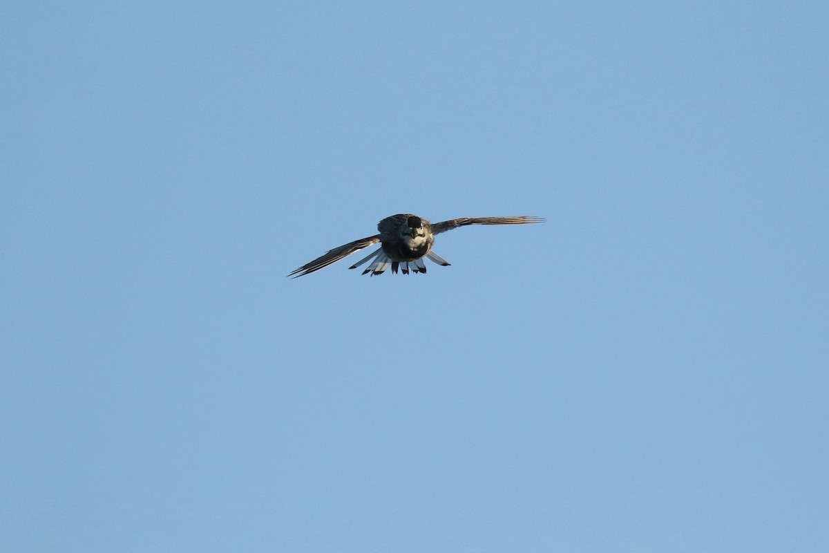 Thick-billed Longspur - ML644194131