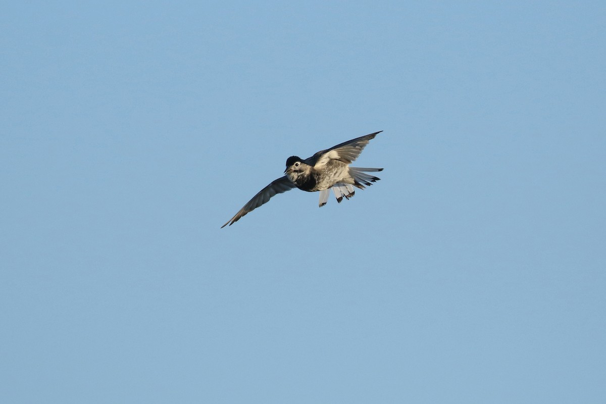 Thick-billed Longspur - ML644194133