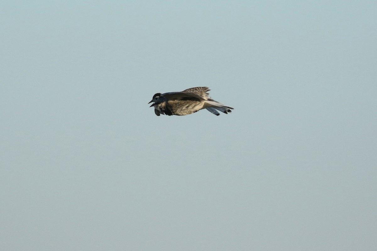 Thick-billed Longspur - ML644194135